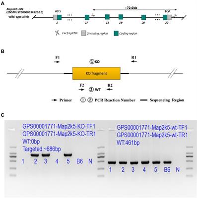 Map2k5-Deficient Mice Manifest Phenotypes and Pathological Changes of Dopamine Deficiency in the Central Nervous System